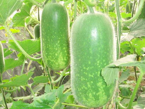 今日吃瓜热门大瓜必看大瓜网红 网红大瓜搜索,网红大瓜盘点，揭秘网红圈最新动态