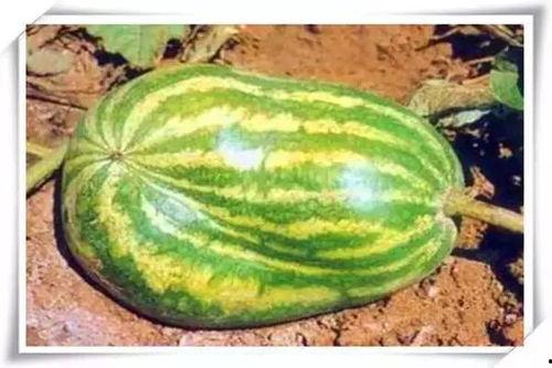 热门大瓜汇总,热门大瓜盘点，真相与八卦一网打尽